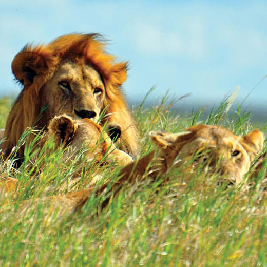 Creating Moments Travel Agency Destinations Africa Lions