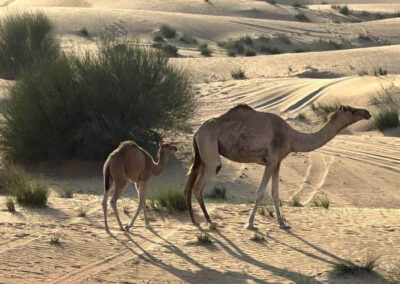 Creating Moments Travel Agency Gallery Dubai landscape 017